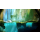 Switch Ori and the Blind Forest Definitive Edition - 615811 - zdjęcie 3